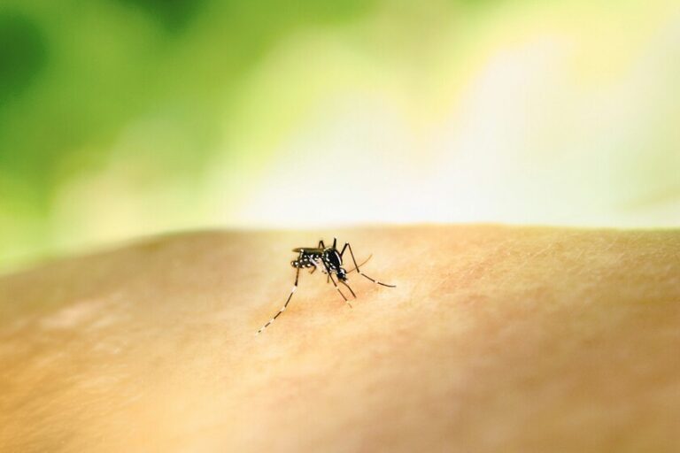 Llevamos años echándonos DEET para repeler a los mosquitos. El único problema es que, mal hecho, es su comida favorita