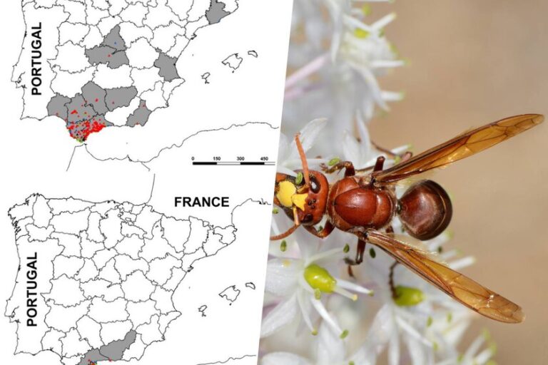 La avispa invasora que caza abejas para alimentar a sus crías ya está en toda Andalucía, y no es la única