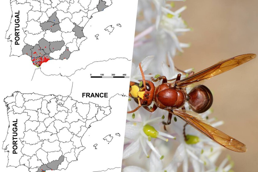 La avispa invasora que caza abejas para alimentar a sus crías ya está en toda Andalucía, y no es la única