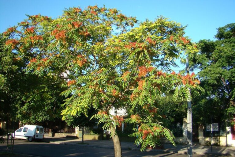 En el siglo XIX se plantaba en los parques por su belleza: hoy este árbol es uno de los que más tuberías y aceras rompe en España