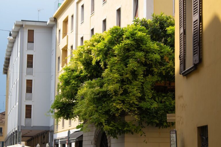 Las ciudades españolas están llenas de un árbol que lo ensucia todo de flores y frutos. Tienen una razón para estar ahí