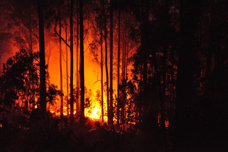 Hace 80 años Portugal plantó un árbol australiano para estabilizar sus suelos. Cambió radicalmente la forma en que se propagan los incendios