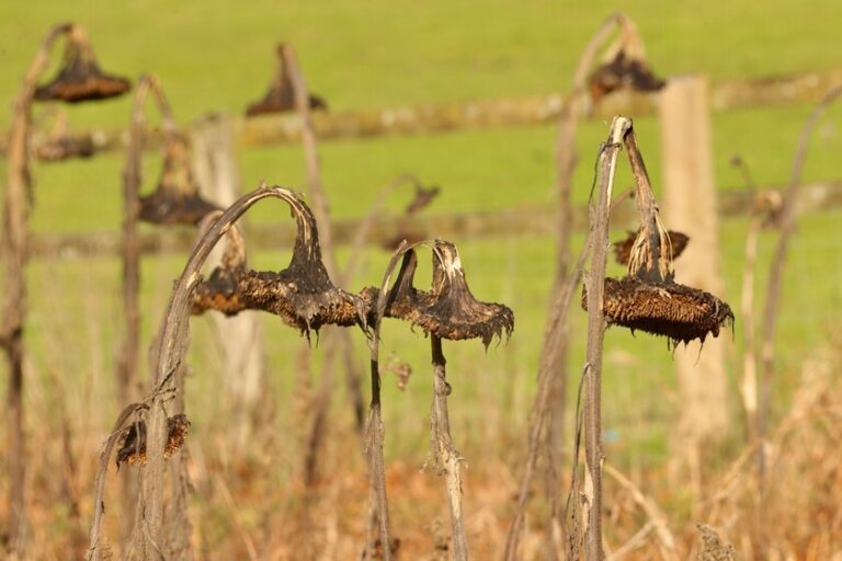 Un agricultor confió en los consejos de la IA para cuidar su cosecha. El resultado: 10 hectáreas arrasadas en una noche
