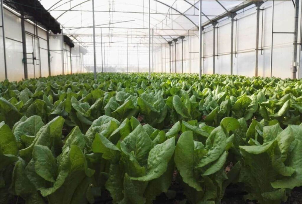 Hemos conseguido convertir una lechuga en una fábrica molecular. Acto seguido, la hemos puesto a fabricar carne de cerdo